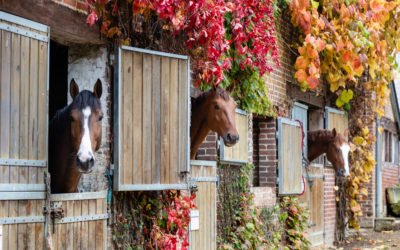 Le Département du Calvados soutient  le monde du cheval et la filière équine