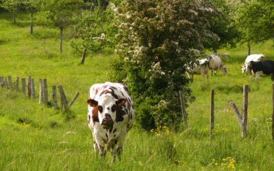 Le Département lutte contre la tuberculose  bovine