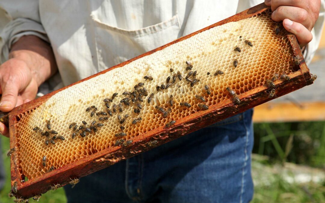 Une charte pour mieux accompagner les apiculteurs
